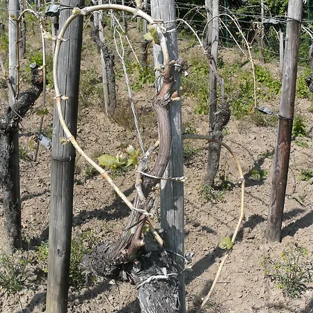 Weinhotel Hubertus Garni Klotten