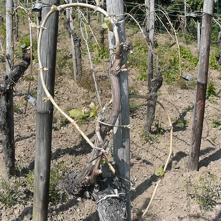 Weinhotel Hubertus Garni 클로텐