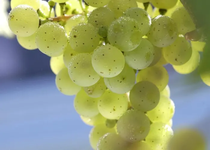 Hotel Weinhotel Hubertus Garni 3*