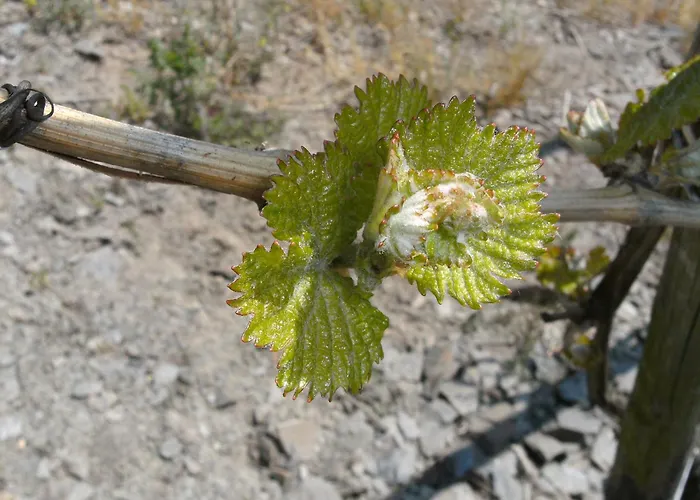 Hotel Weinhotel Hubertus Garni