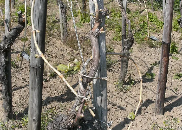 Weinhotel Hubertus Garni Klotten