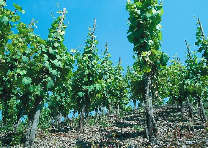 Hotel Weinhotel Hubertus Garni Klotten