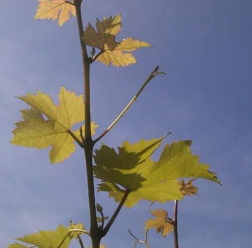 Weinhotel Hubertus Garni Hotel Klotten
