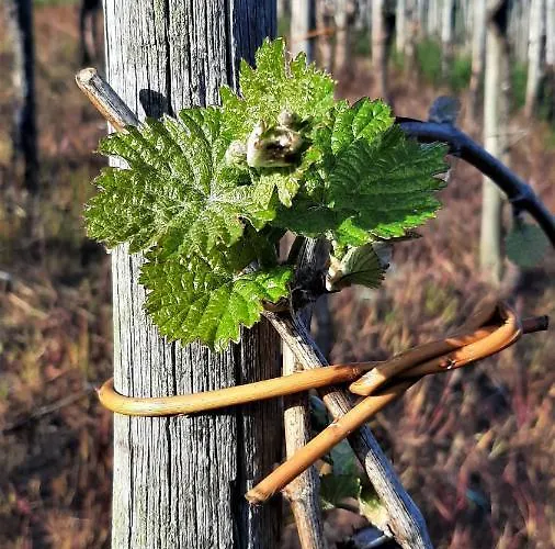 Weinhotel Hubertus Garni 3*